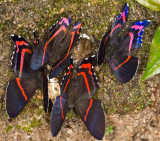 <i>Ancyluris aulestes</i> butterfies at a mineral lick