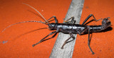 Scary-Looking Stick Insect