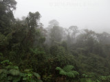 Cloud Forest near Tapichalaca