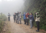 Birding in the mist