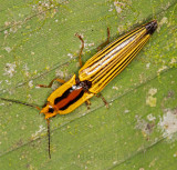 <i>Semiotus</i> click beetle
