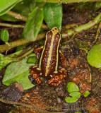 Anthonys Poison Arrow Frog (<i>Epipedobates anthonyi</i>)