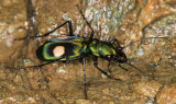 Tiger Beetle (<i>Pseudoxycheila chaudoiri</i>?)