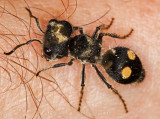 Velvet Ant