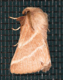 ph_9074 moth.jpg
