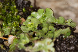 Liverwort fruiting 50