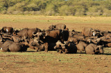 Cape Buffalo