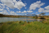 Flamingos on Momela Lake - Mt. Meru in the distance