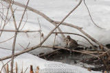 NYBG Bird Walk - March 1-11.jpg