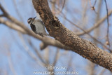 NYBG Bird Walk - March 1-28.jpg