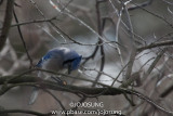 NYBG Bird Walk - March 1-61.jpg