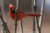 NYBG Bird Walk - March 1-68.jpg