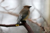 Cedar Waxwing