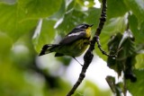 Magnolia Warbler