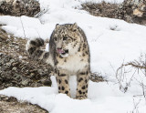 Snow Leopard watches