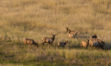 Elk on the move