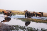 Elephants and river