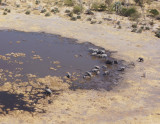 Elephants from above