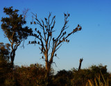 Vultures await