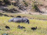 Hippo on land