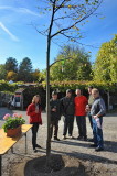 Neue Dorflinde in Ofenbach II