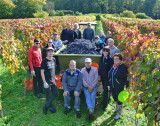 Heuriger Fingerlos beendet Weinlese 2013