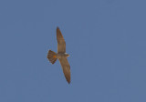 Sooty Falcon - sotfalk (Falco concolor)
