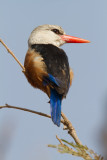 Grey-headed Kingfisher - gråhuvad kungsfiskare (Halcyon leucocephala)