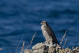 Gyr Falcon - jaktfalk (Falco rusticolus)
