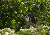 Booted Warbler - stäppsångare (Iduna caligata)