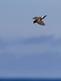 Monteiro's Storm-petrel - Monteiros stormsvala (Oceanodroma monteiroi)?