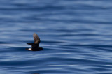 Grant's Storm-petrel - Grants stormsvala (Oceanodroma castro)?