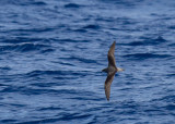 Fea's Petrel - atlantpetrell (Pterodroma feae)