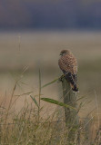 Common Kestrel - tornfalk (Falco tinnunculus)