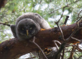 lappuggla - Great Grey Owl (Strix nebulosa)