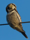 hökuggla - Northern Hawk Owl (Surnia ulula)