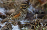 rödvingetrast - Redwing (Turdus iliacus)