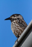 nötkråka - Spotted Nutcracker (Nucifraga caryocatactes)