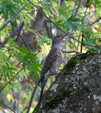 Northern Flicker .JPG