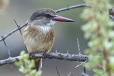 Different Kingfisher<br/>Anderer Eisvogel