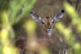 IMPALA