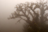 La Niebla Produce Vistas Especiales