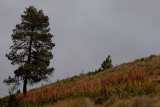 Paisaje Tipico del Lugar