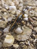Other Insects of Sabino Canyon