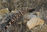 Gila Monster on the Move