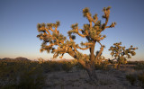 Joshua Tree Parkway