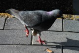 Intriguée par ce pigeon qui boîtait, j'ai braqué mon objectif pour immortaliser la ponte de son oeuf