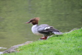 Un harle bivre dans le parc Englischer Garten - A goosander in the Englischer Garten