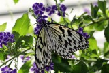 Idea Leuconoe Gordita