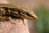 Portrait dun petit lzard des murailles - Portrait of a wall lizard